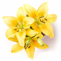 Çiçekler - Kanvas Tablo