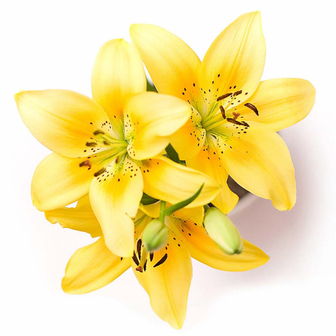 Çiçekler - Kanvas Tablo