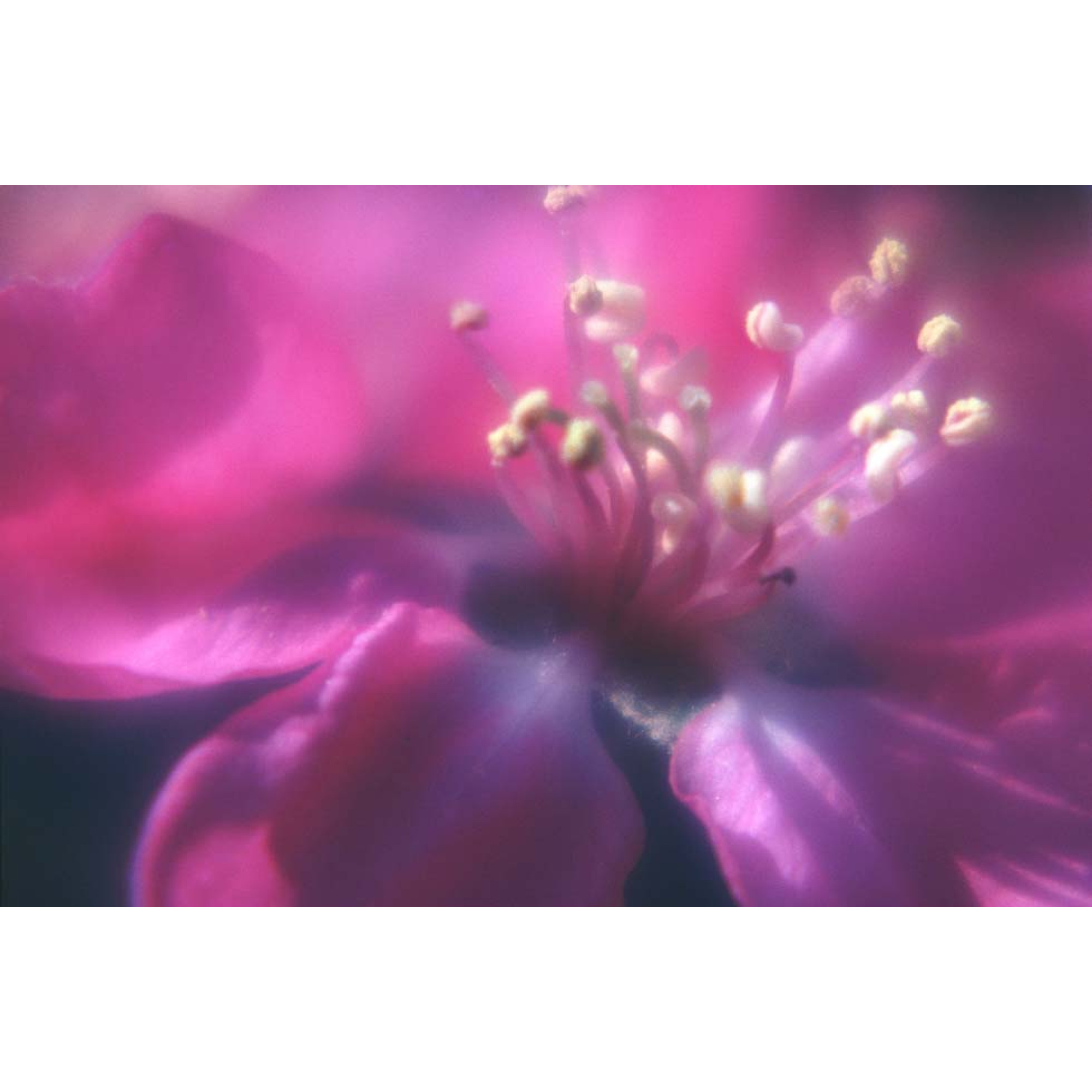 Çiçekler - Kanvas Tablo