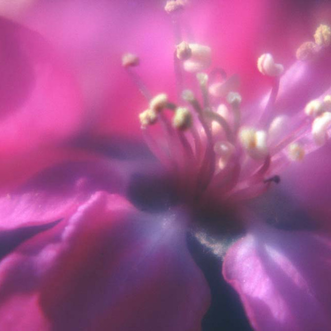 Çiçekler - Kanvas Tablo