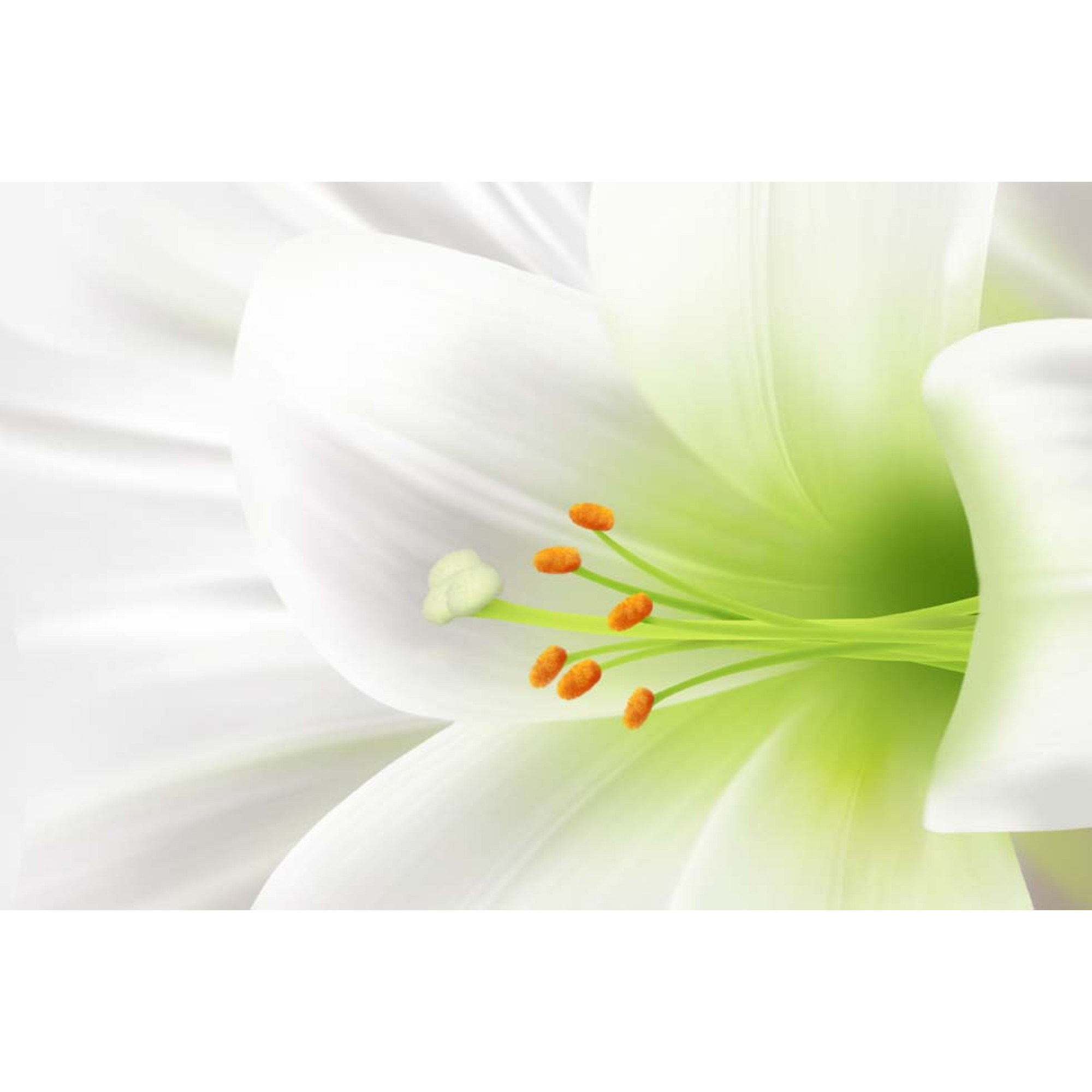 Çiçekler - Kanvas Tablo