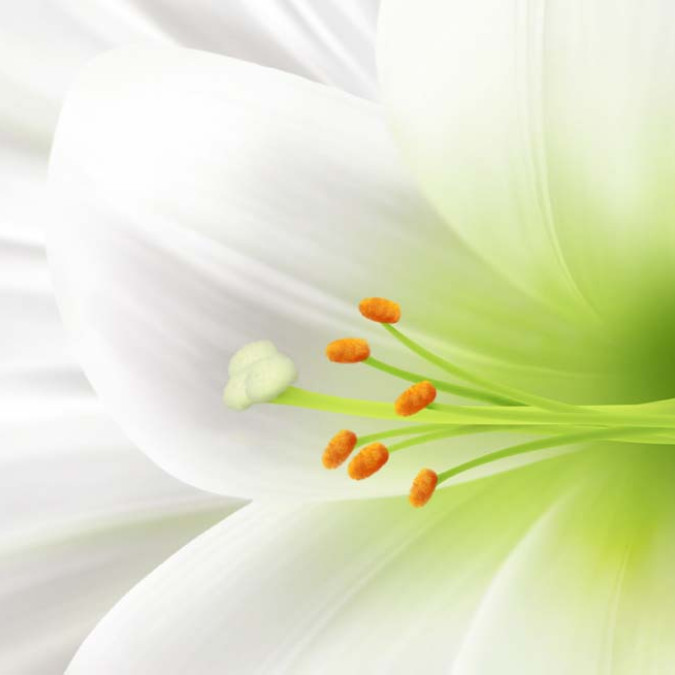 Çiçekler - Kanvas Tablo