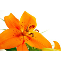 Çiçekler - Kanvas Tablo