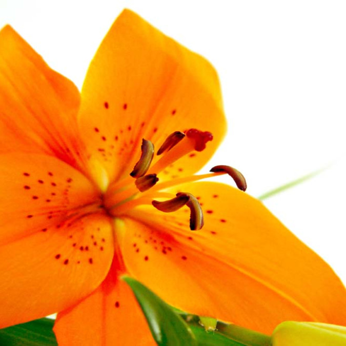 Çiçekler - Kanvas Tablo