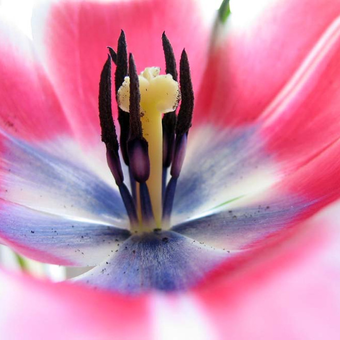 Çiçekler - Kanvas Tablo