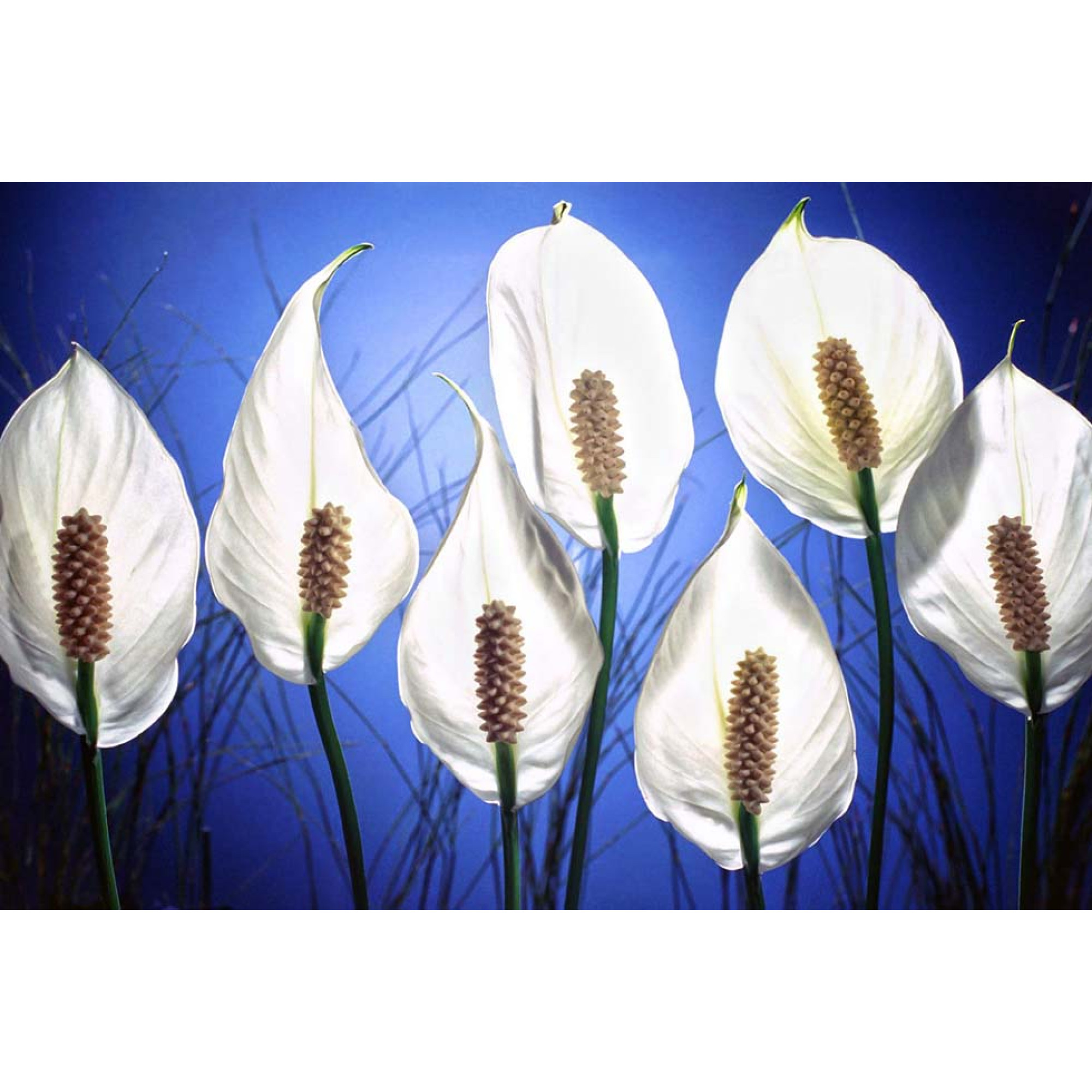 Çiçekler - Kanvas Tablo