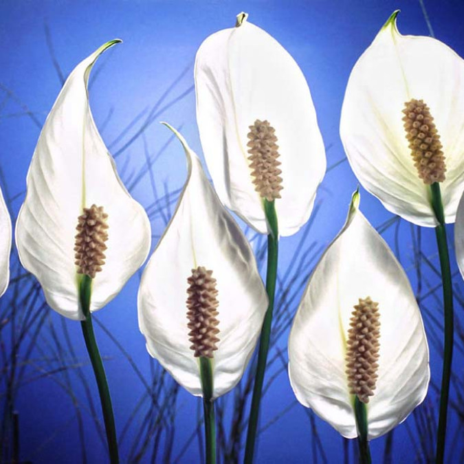 Çiçekler - Kanvas Tablo