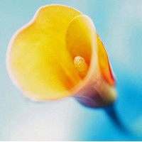 Çiçekler - Kanvas Tablo