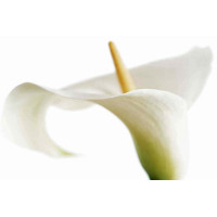 Çiçekler - Kanvas Tablo