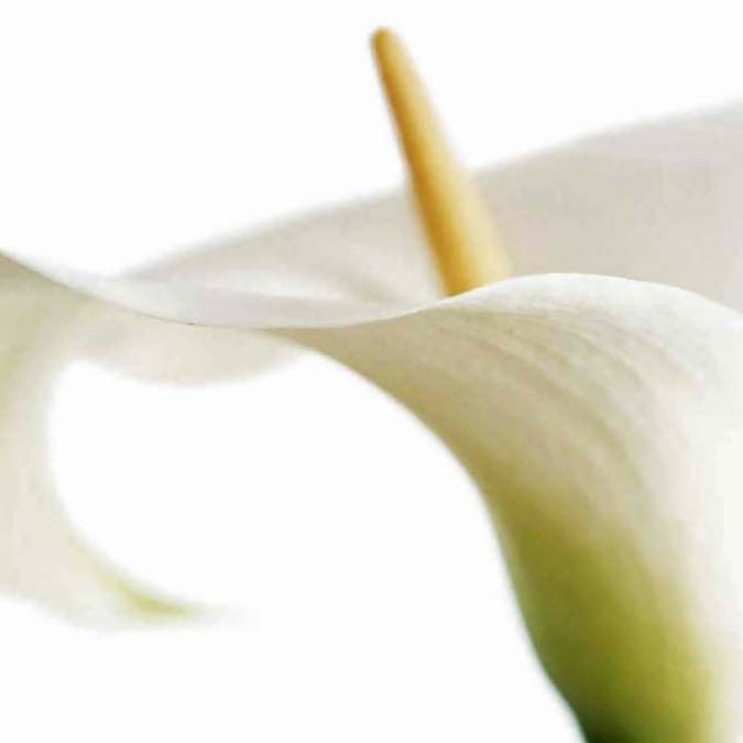 Çiçekler - Kanvas Tablo