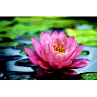 Çiçekler - Kanvas Tablo