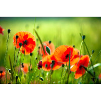 Çiçekler - Kanvas Tablo