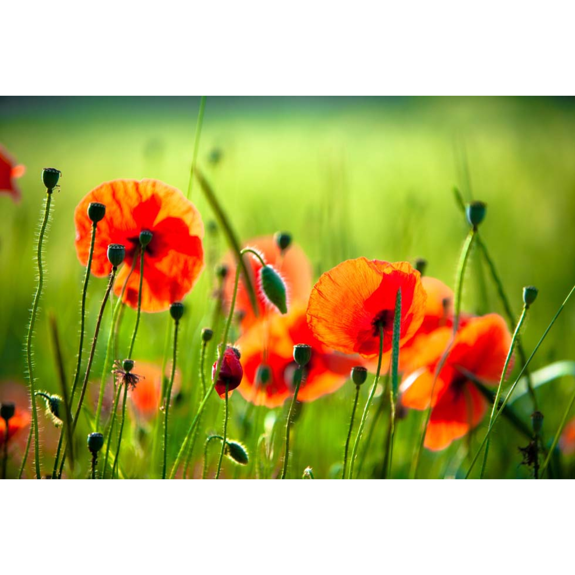 Çiçekler - Kanvas Tablo