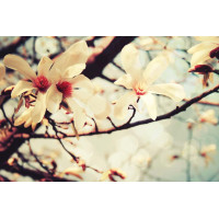 Çiçekler - Kanvas Tablo