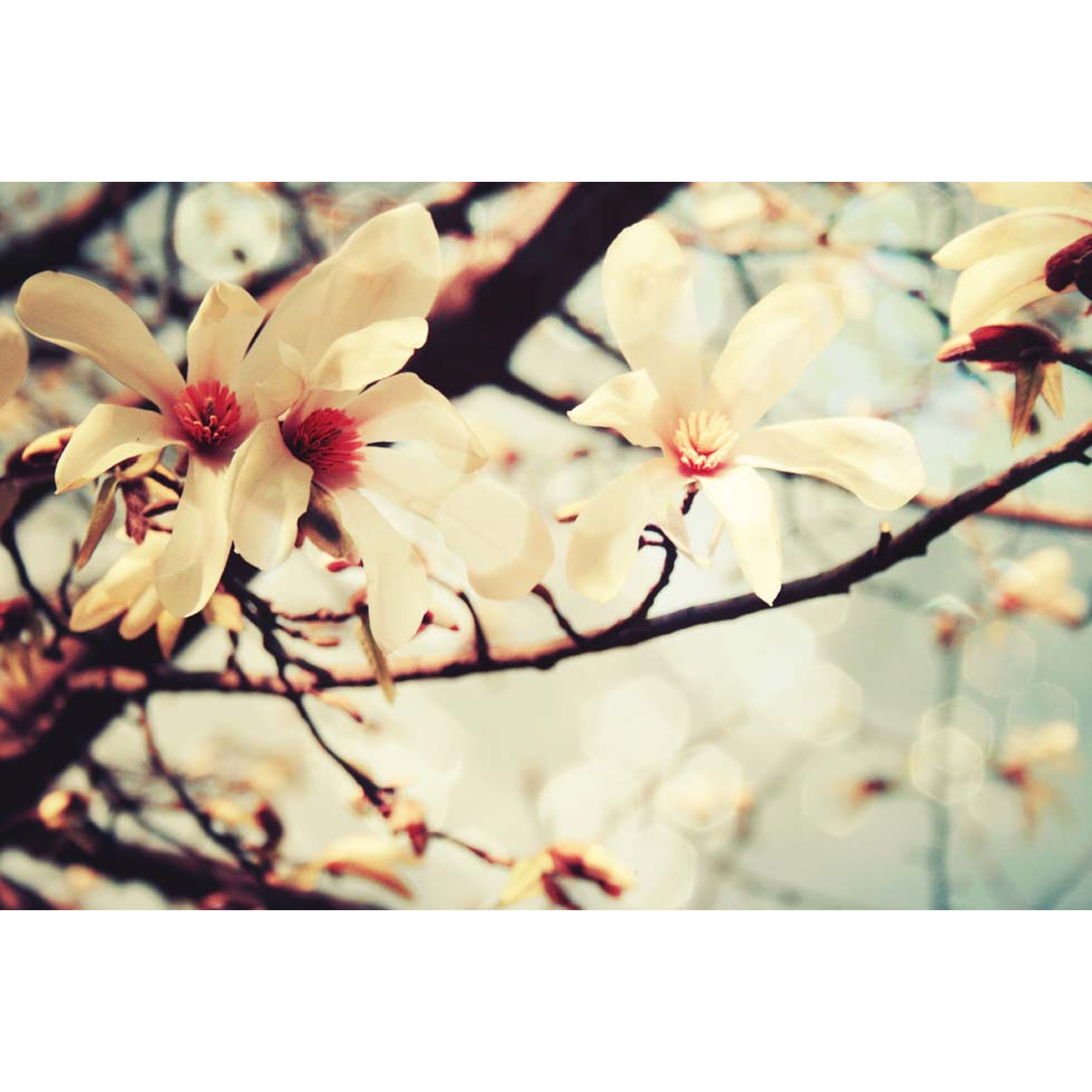 Çiçekler - Kanvas Tablo