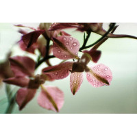 Çiçekler - Kanvas Tablo