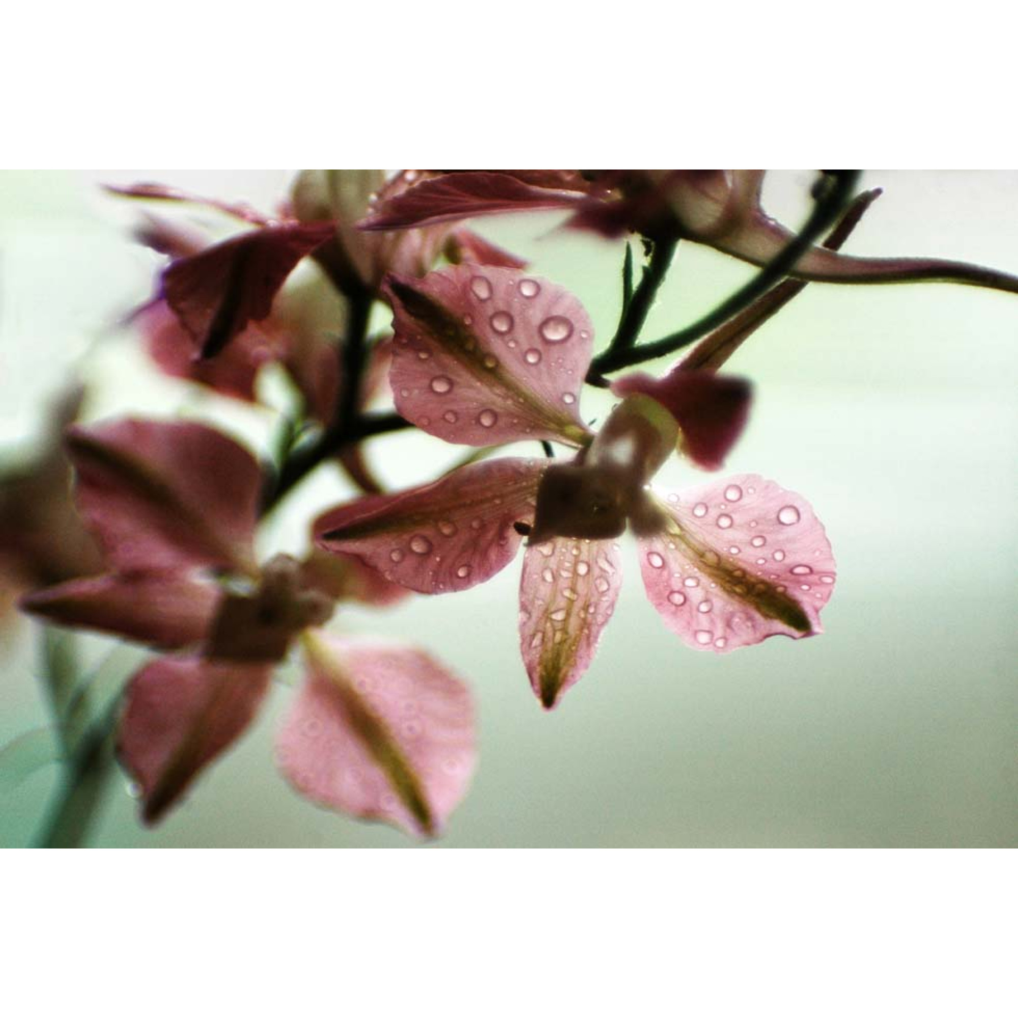 Çiçekler - Kanvas Tablo