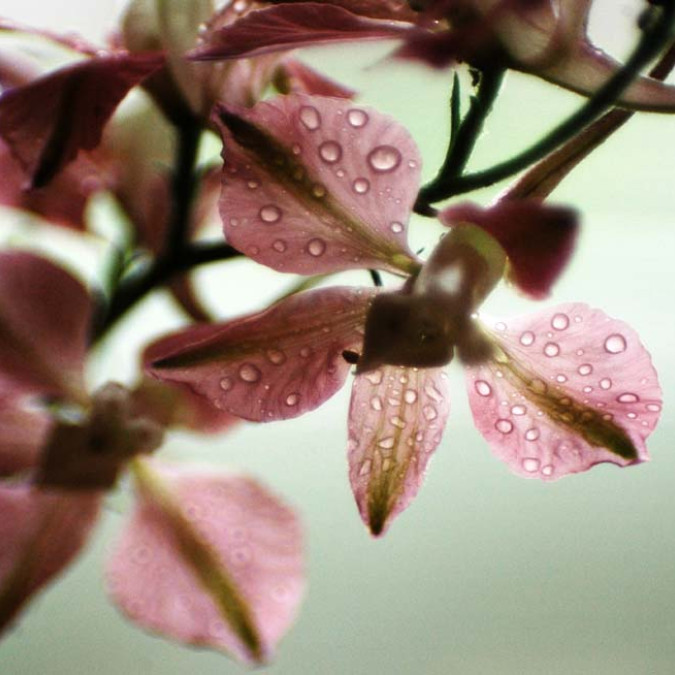 Çiçekler - Kanvas Tablo