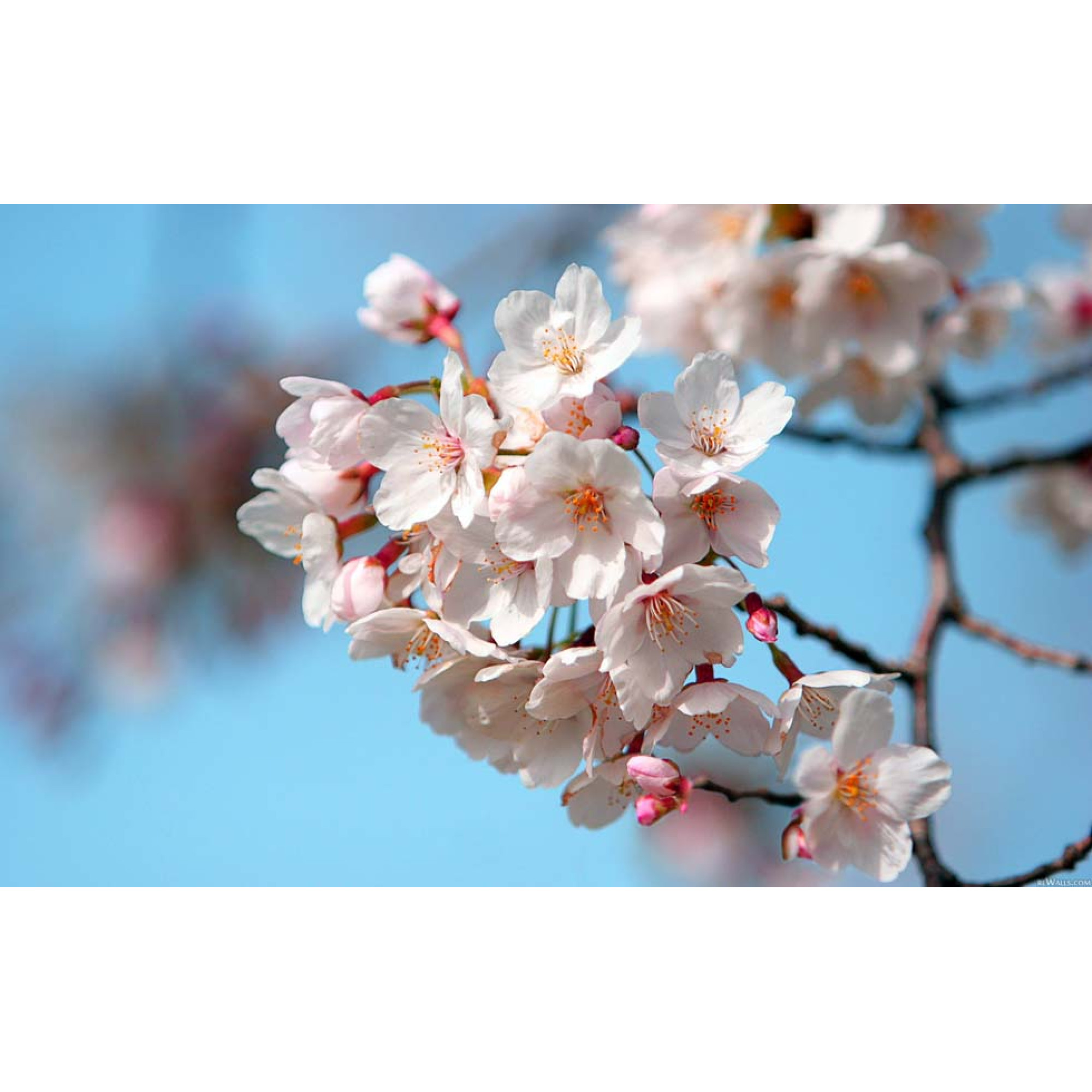 Çiçekler - Kanvas Tablo