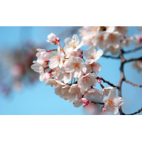 Çiçekler - Kanvas Tablo