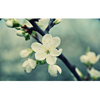 Çiçekler - Kanvas Tablo