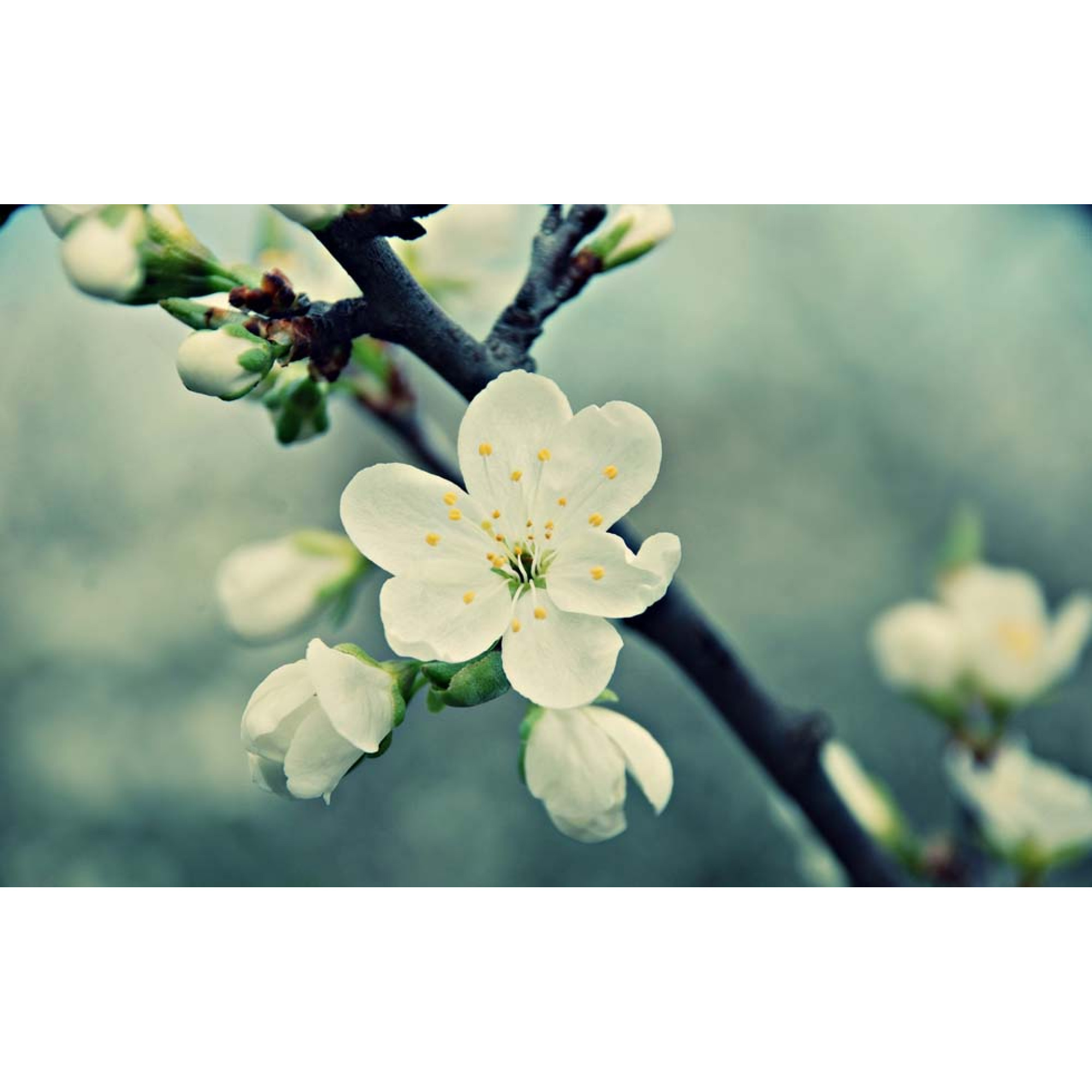 Çiçekler - Kanvas Tablo