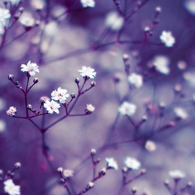 Çiçekler - Kanvas Tablo