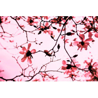 Çiçekler - Kanvas Tablo