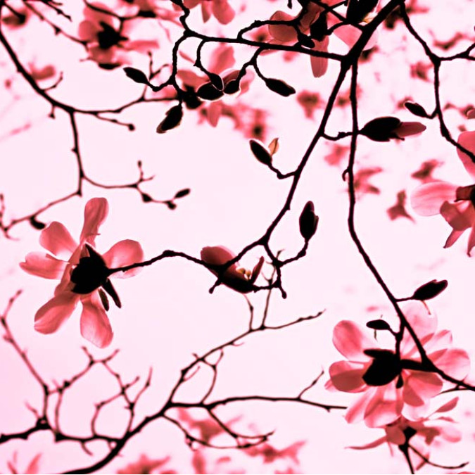 Çiçekler - Kanvas Tablo