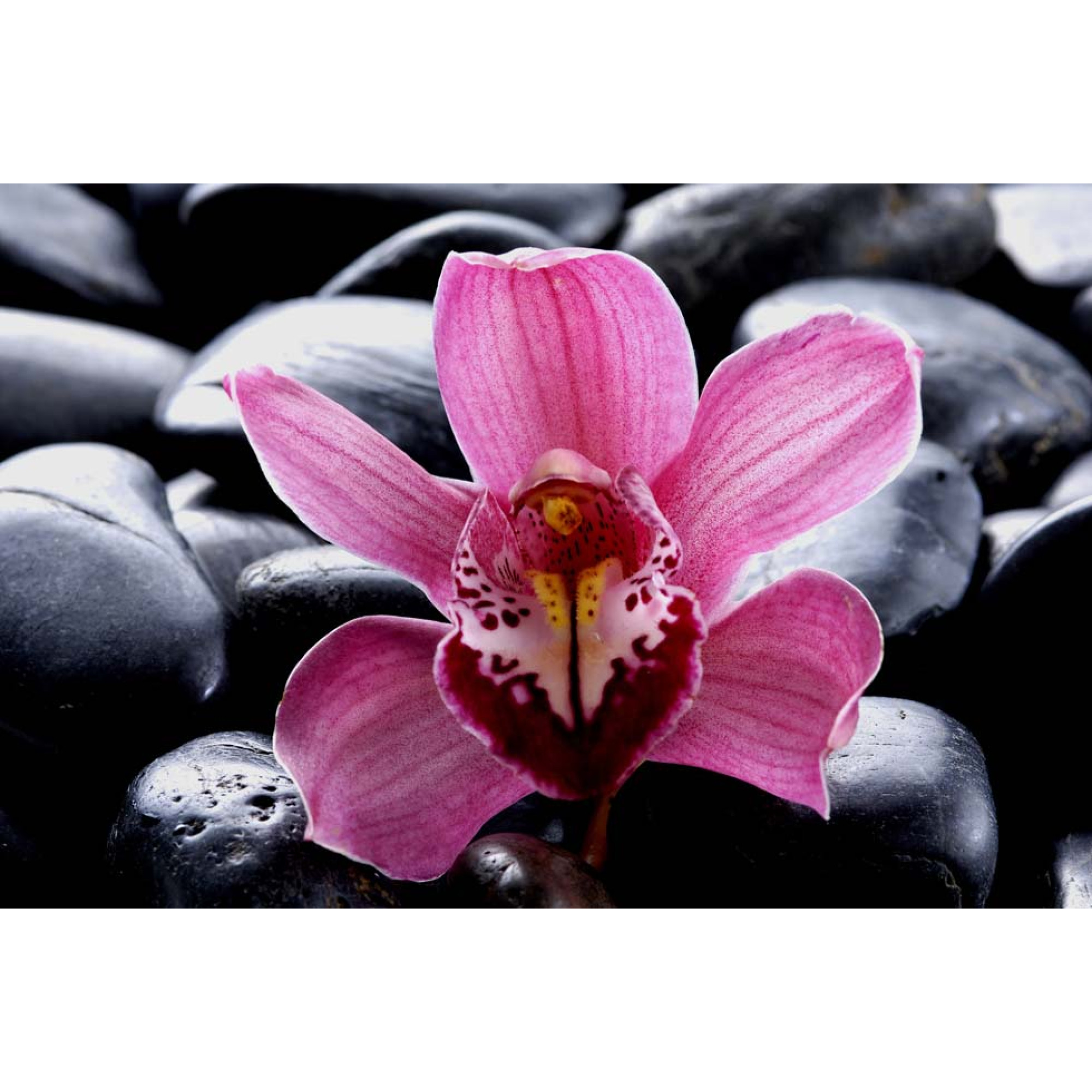 Çiçekler - Kanvas Tablo