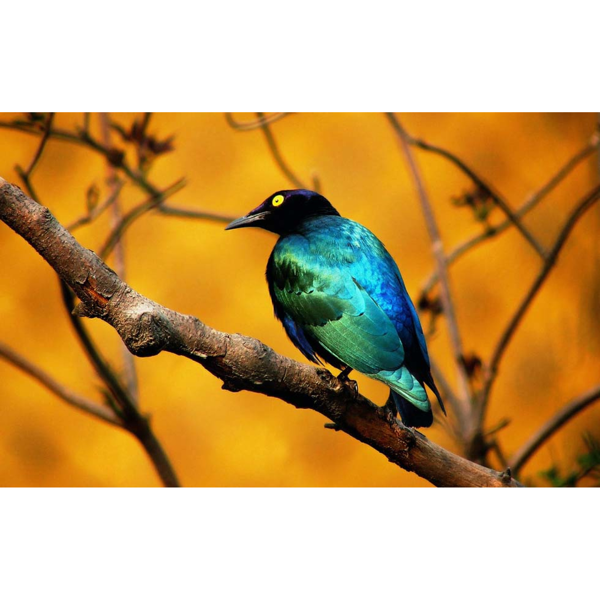 Hayvanlar - Kanvas Tablo