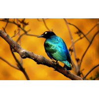 Hayvanlar - Kanvas Tablo